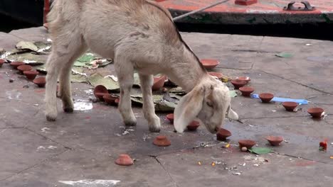 goat-and-boats-on-sacred-river-Ganges-in-Varanasi