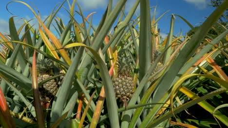 View-of-pineapple-plants-farm-in-summer-season-against-blue-sky,-Mauritius-Island