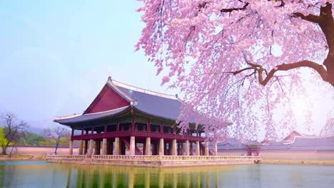 Kirsche-Blüte-im-Frühjahr-der-Gyeongbokgung-Palast-in-seoul,-korea.