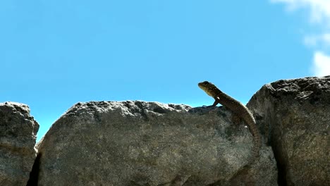 cerca-de-un-lagarto-en-un-muro-de-piedra-en-machu-picchu