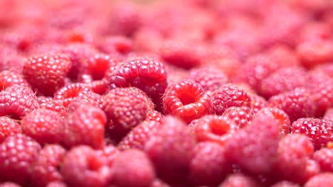 Frische-süße-Himbeeren-Hintergrund.-Reife-Himbeeren-Dolly-Schuss-Nahaufnahme