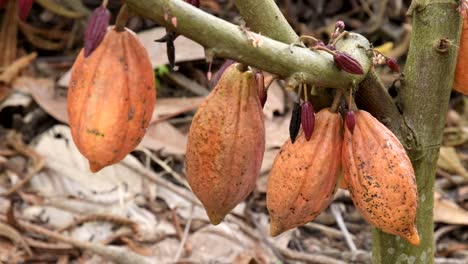 The-cocoa-tree-with-fruits.-Yellow-and-green-Cocoa-pods-grow-on-the-tree,-cacao-plantation-in-village-Nan-Thailand.