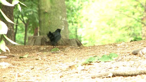 Schwarzer-Vogel-im-Park