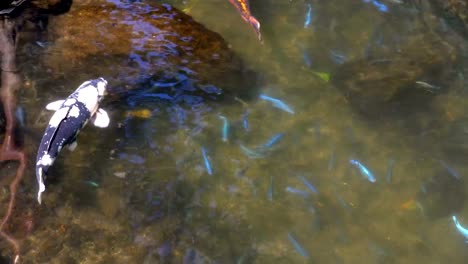 Koi-fish-in-the-pond-in-4k-slow-motion-60fps