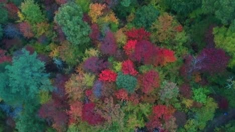 Vista-aérea-de-drones-del-follaje-de-hojas-de-otoño-/-otoño-en-la-autopista-215-desde-arriba.-Colores-amarillo,-naranja-y-rojo-vibrantes-en-Asheville,-Carolina-del-Norte-en-las-montañas-Blue-ridge.