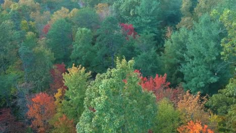 Vista-aérea-de-drones-del-follaje-de-hojas-de-otoño-/-otoño-en-la-autopista-215-desde-arriba.-Colores-amarillo,-naranja-y-rojo-vibrantes-en-Asheville,-Carolina-del-Norte-en-las-montañas-Blue-ridge.