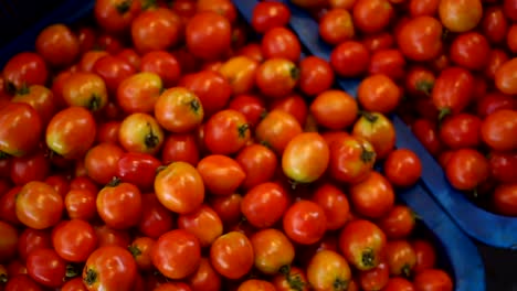 Frische-rote-Tomaten-Gemüse-vom-Bauernhof