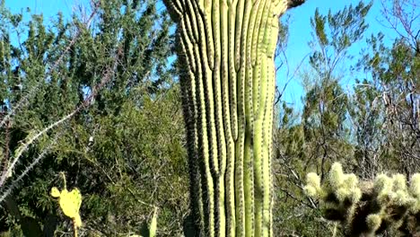 Cristate-Saguaro-Cactus---HD