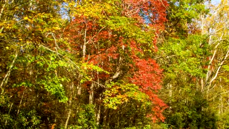 Inclinación-color-hasta-los-árboles-de-otoño-en-las-montañas-de-North-Carolina