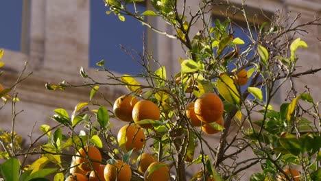 Sonne-Licht-Mandarinen-Baum-Nahaufnahme-4-k-Spanien