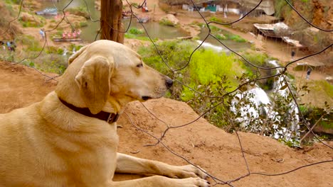 dog-sitting-near-fencing-steel-mesh,-waterfall-in-background