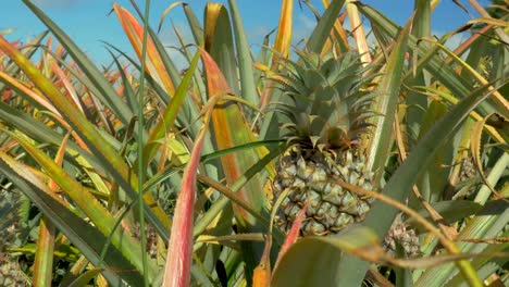 Field-of-pineapples