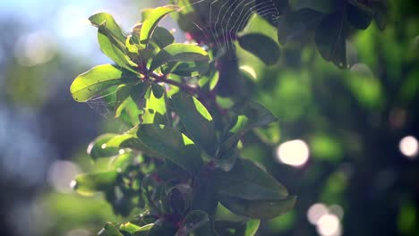 Una-Granada,-una-rama-de-un-árbol-frutal.