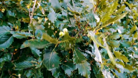 Zweig-der-grünen-Eichel-auf-die-Eiche-wackelt-im-Wind-im-Sommer-Wald