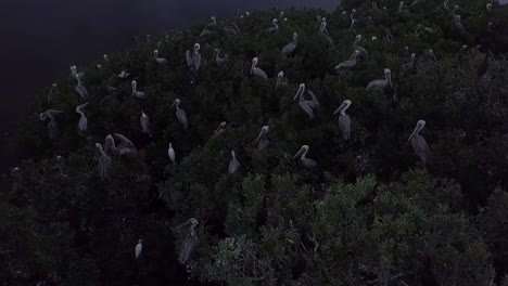 Isla-De-Aves