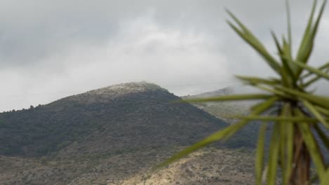 Palm-trees,-with-the-mountains-in-the-background