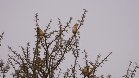 Desert-lark-birds-on-tree-branches-in-desert