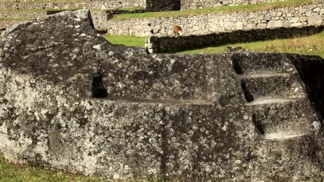 close-up-of-a-ceremonial-rock-at-machu-picchu-with-a-feeding-llama