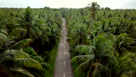 Drohne-Sicht-des-Menschen-in-Palm-Bäume-Straße-auf-den-Philippinen,-Luftaufnahme-von-Drohne-Motorrad-zu-fahren