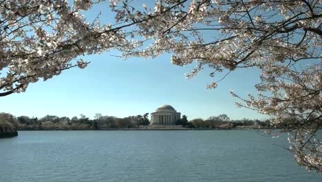 Morgen-Blick-auf-Jefferson-Memorial-und-Kirschblüten