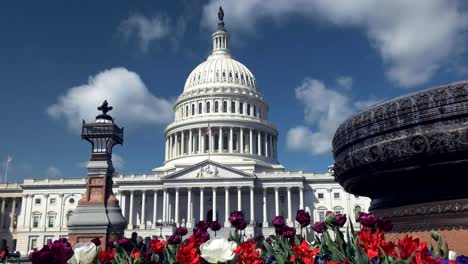 Kapitol,-Blumen-und-Springbrunnen-in-Washington,-d.c.