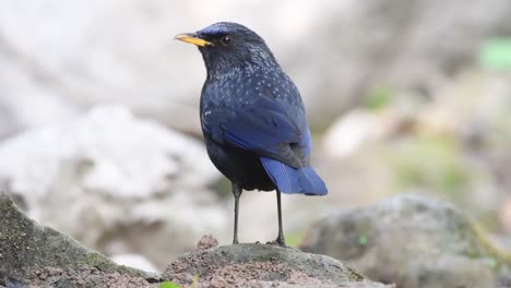 Blue-Whistling-Thrush