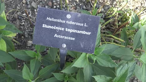 Green-color-leaves-of-Helianthus-tuberosus-plant.-Jerusalem-artichoke.-Medicinal-plant.-Spices-and-Herbs.