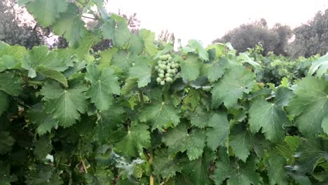 Red-wine-cheering-at-vineyard