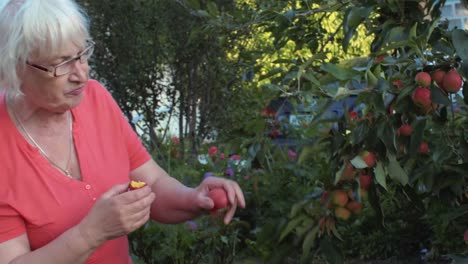 Jardinero-mayor-comiendo-fruta-y-comprobación-de-manzano-en-el-huerto