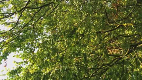 Drohne-fliegen-unter-den-bunten-Herbst-Bäume,-Himmel