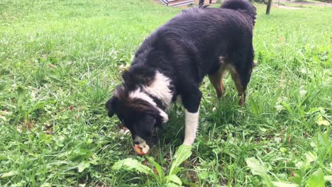 das-Spiel-mit-einem-niedlichen-Hund