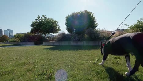 Boston-Terrier-Welpen-Hundewiesen-Innenstadt-Stadtpark