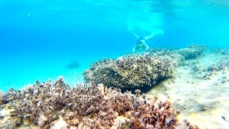 Buceo-en-el-exótico-mares