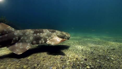 Diver-Photographing-Shark