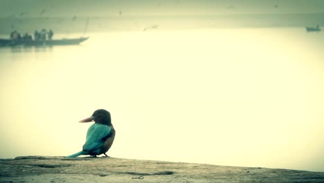 kingfisher-surveying-the-Ganges