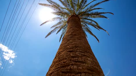 Palm-Tree-Sun-Flare-y-líneas-de-Cable-de-energía