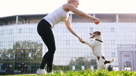 Young-woman-training-little-cute-jack-russel-terrier-in-park,-slow-motion