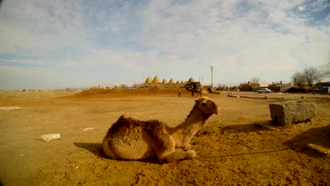 camello-se-encuentra-en-el-suelo,-otro-camello-rollos-a-la-chica-en-la-distancia,-el-sureste-de-Turquía,-en-la-frontera-con-Siria