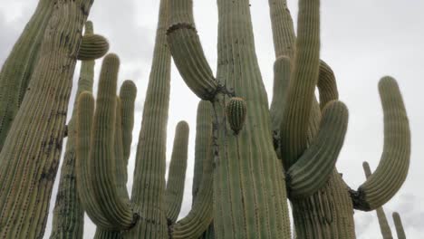 Family-of-Saguaro-Cacti-Stand-in-a-Circle