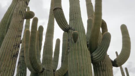 Familia-de-cactus-Saguaro-párense-en-un-círculo