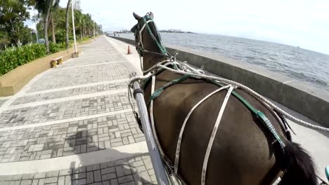 Coaching-horse-carriage