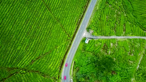 Top-view-of-winding-road-surrounded-by-tea-plants