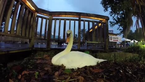 White-Swan-protecting-her-nest-at-Lake-Eola-in-Downtown-Orlando,-Florida