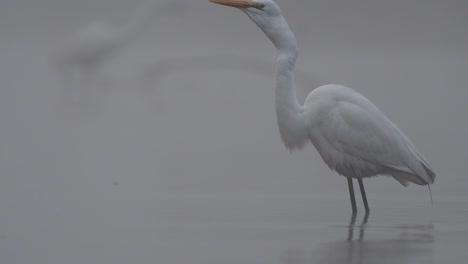 Great-egret-hunting