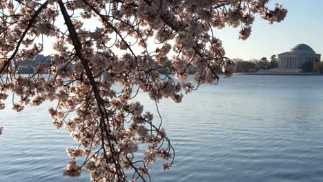 Pfanne-von-sonnenbeschienenen-Kirschblüten-und-dem-Jefferson-memorial