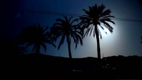 Walking-through-palm-trees-with-sunny-blue-sky.-Bottom-view.-Very-shiny-and-sunny-summer-shot-with-lens-flare-effect