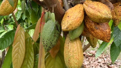 The-cocoa-tree-with-fruits.-Yellow-and-green-Cocoa-pods-grow-on-the-tree,-cacao-plantation-in-village-Nan-Thailand.