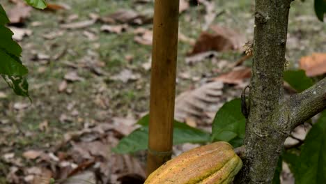 El-árbol-de-cacao-con-frutas.-Amarillas-y-verdes-las-vainas-de-cacao-crecen-en-el-árbol,-plantación-de-cacao-en-el-pueblo-de-Tailandia-de-Nan.