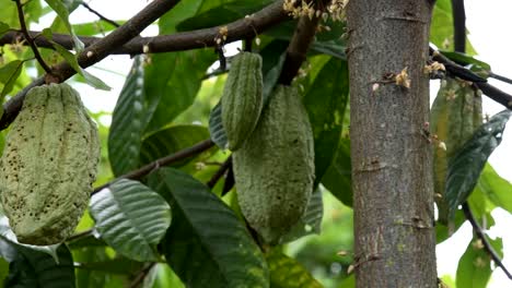 El-árbol-de-cacao-con-frutas.-Amarillas-y-verdes-las-vainas-de-cacao-crecen-en-el-árbol,-plantación-de-cacao-en-el-pueblo-de-Tailandia-de-Nan.