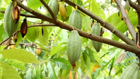 El-árbol-de-cacao-con-frutas.-Amarillas-y-verdes-las-vainas-de-cacao-crecen-en-el-árbol,-plantación-de-cacao-en-el-pueblo-de-Tailandia-de-Nan.